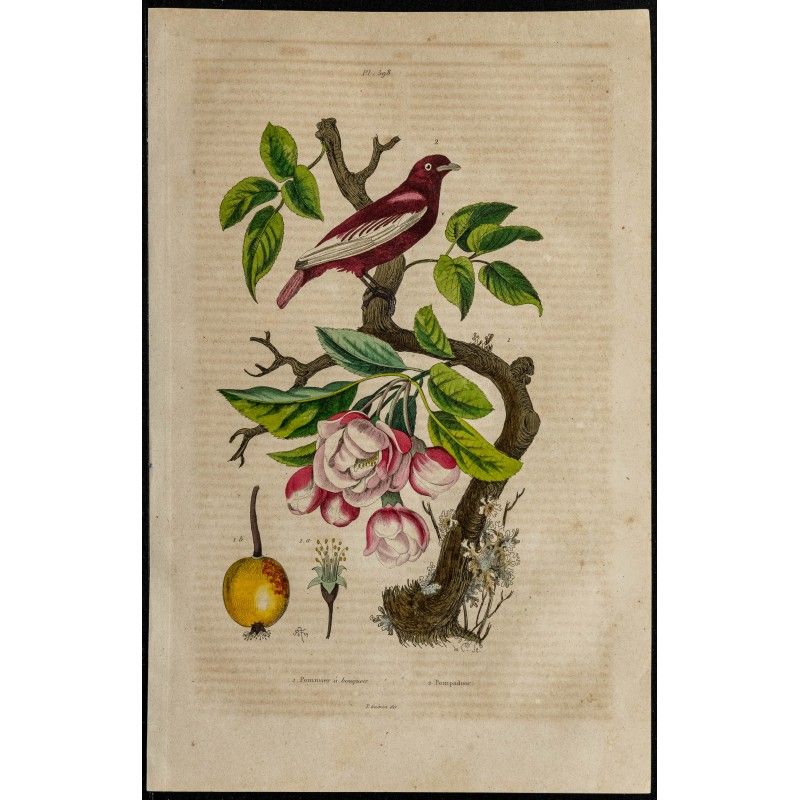 Gravure de 1839 - Cotinga pompadour & Pommier - 1
