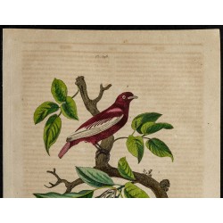 Gravure de 1839 - Cotinga pompadour & Pommier - 2