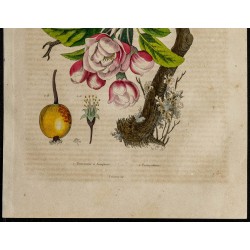 Gravure de 1839 - Cotinga pompadour & Pommier - 3
