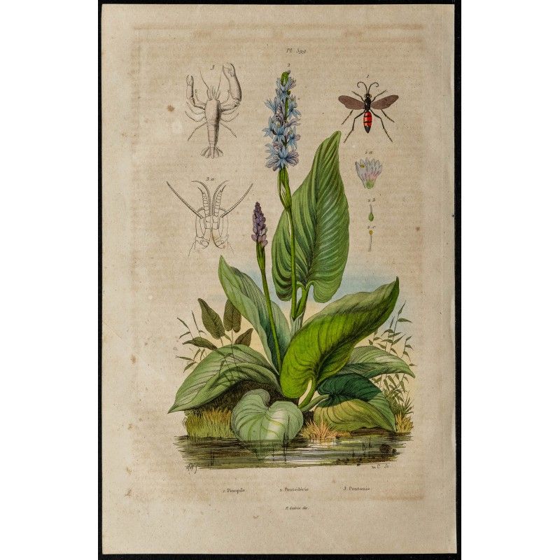 Gravure de 1839 - Pompiles, crevettes et Pontédérie - 1