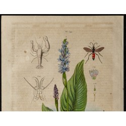 Gravure de 1839 - Pompiles, crevettes et Pontédérie - 2