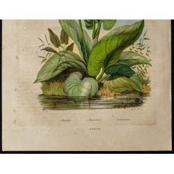 Gravure de 1839 - Pompiles, crevettes et Pontédérie - 3