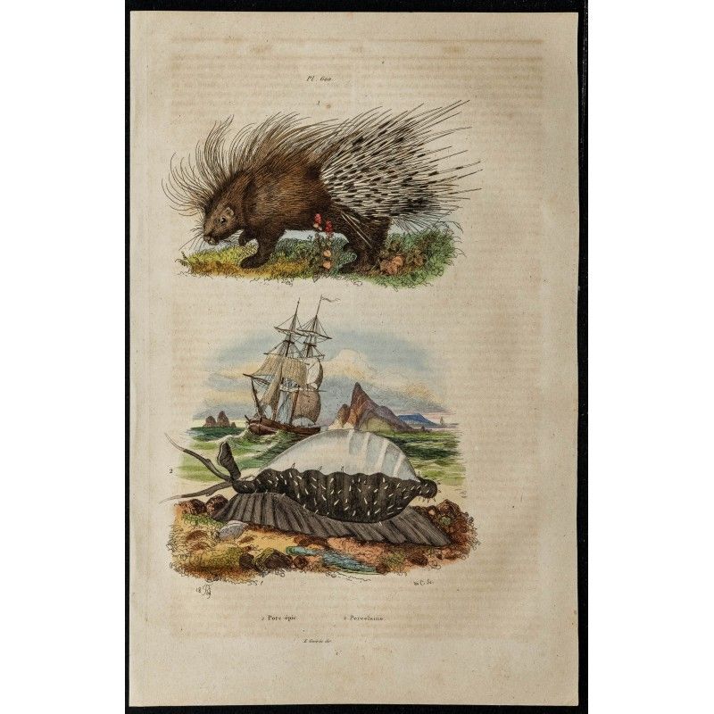 Gravure de 1839 - Porc-épic et porcelaine - 1