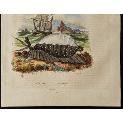 Gravure de 1839 - Porc-épic et porcelaine - 3