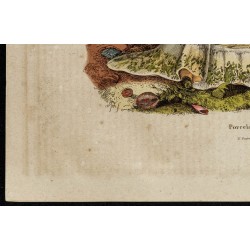 Gravure de 1839 - Porcelaine (Cyprée) - 4