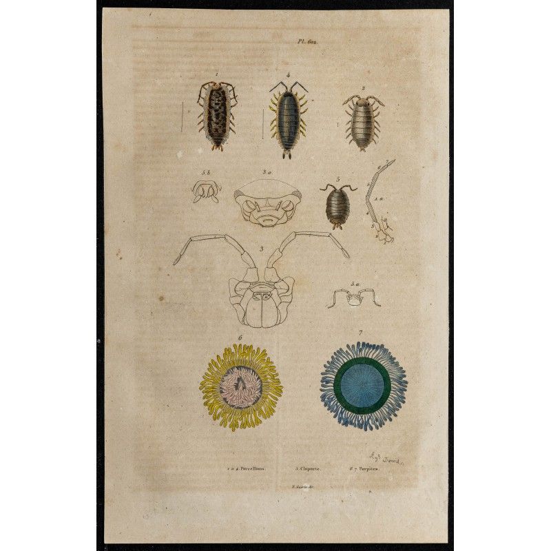Gravure de 1839 - Porpite et cloporte - 1