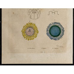Gravure de 1839 - Porpite et cloporte - 3