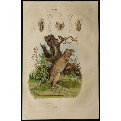 Gravure de 1839 - Potoroo & poux - 1