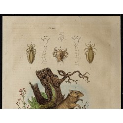 Gravure de 1839 - Potoroo & poux - 2