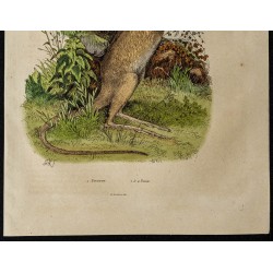Gravure de 1839 - Potoroo & poux - 3