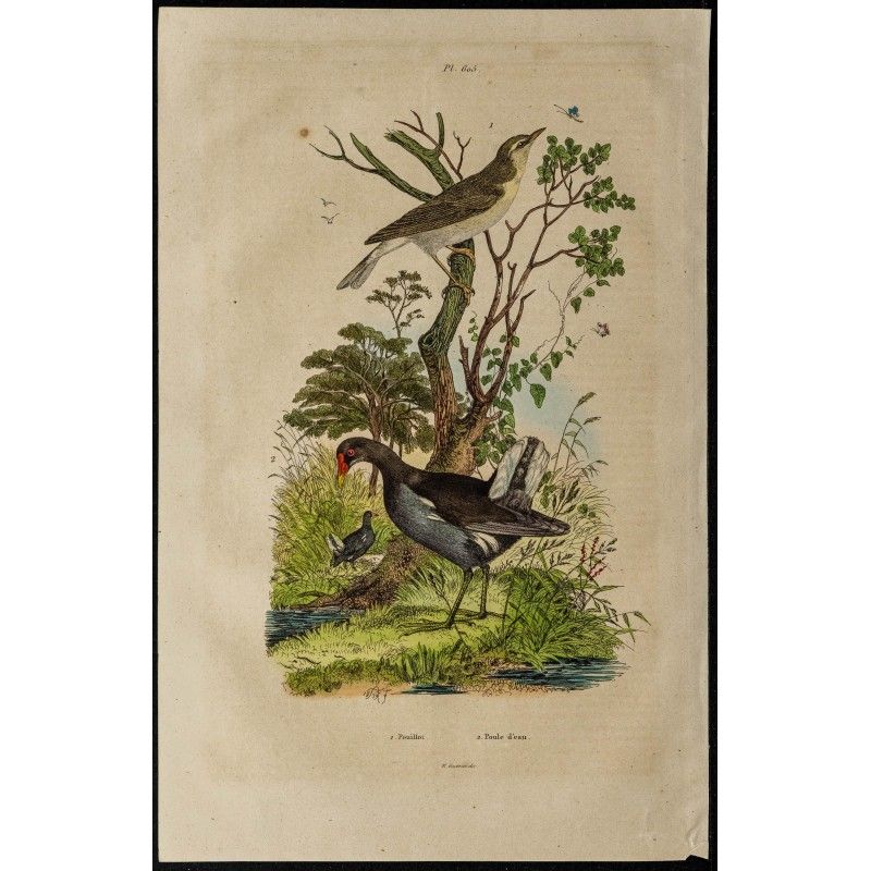 Gravure de 1839 - Pouillot et Poule d'eau - 1