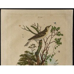 Gravure de 1839 - Pouillot et Poule d'eau - 2