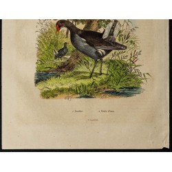 Gravure de 1839 - Pouillot et Poule d'eau - 3