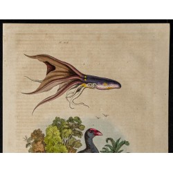 Gravure de 1839 - Poule sultane & Poulpe voilé - 2