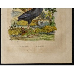 Gravure de 1839 - Poule sultane & Poulpe voilé - 3