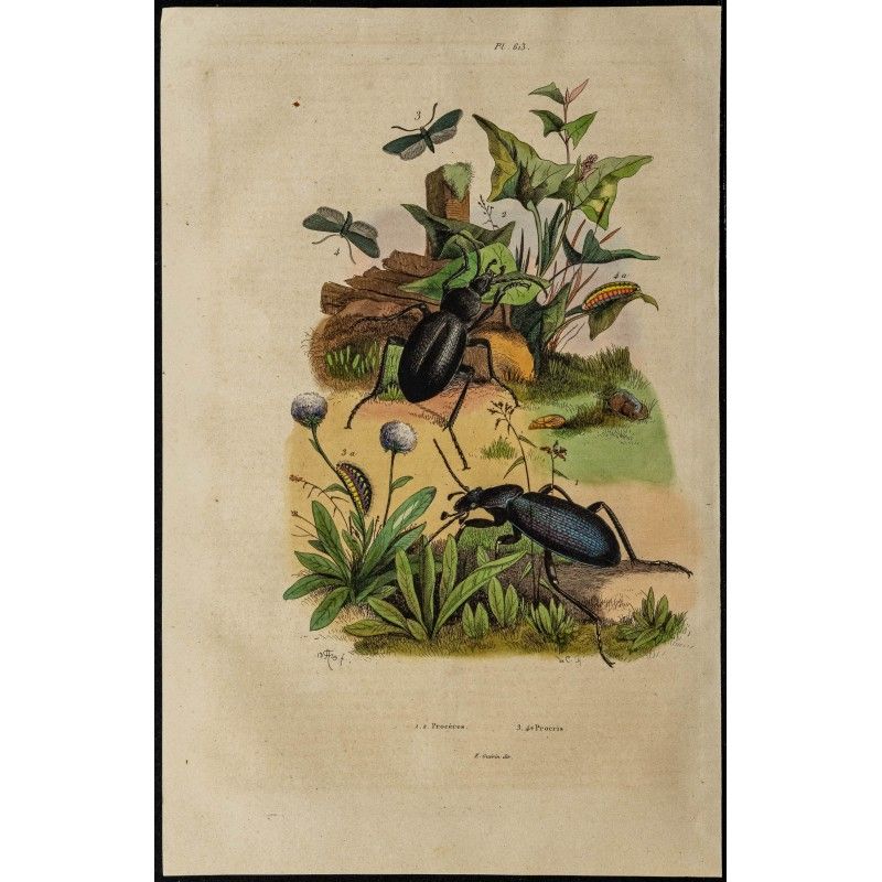 Gravure de 1839 - Papillons et Coléoptères - 1