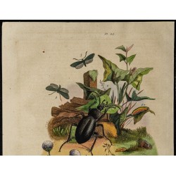 Gravure de 1839 - Papillons et Coléoptères - 2