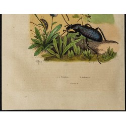 Gravure de 1839 - Papillons et Coléoptères - 3