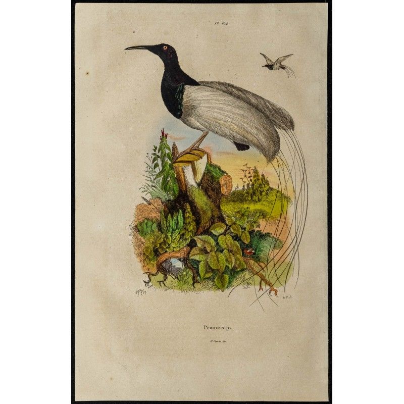 Gravure de 1839 - Oiseau promerops - 1