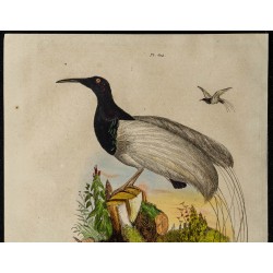 Gravure de 1839 - Oiseau promerops - 2