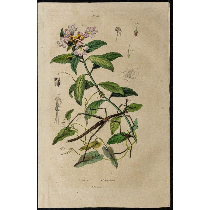 Gravure de 1839 - Proscopia & Prostanthera - 1