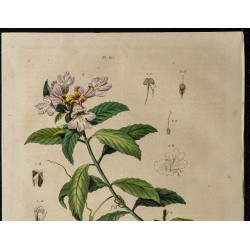 Gravure de 1839 - Proscopia & Prostanthera - 2