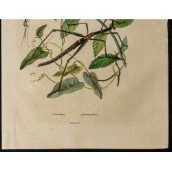 Gravure de 1839 - Proscopia & Prostanthera - 3