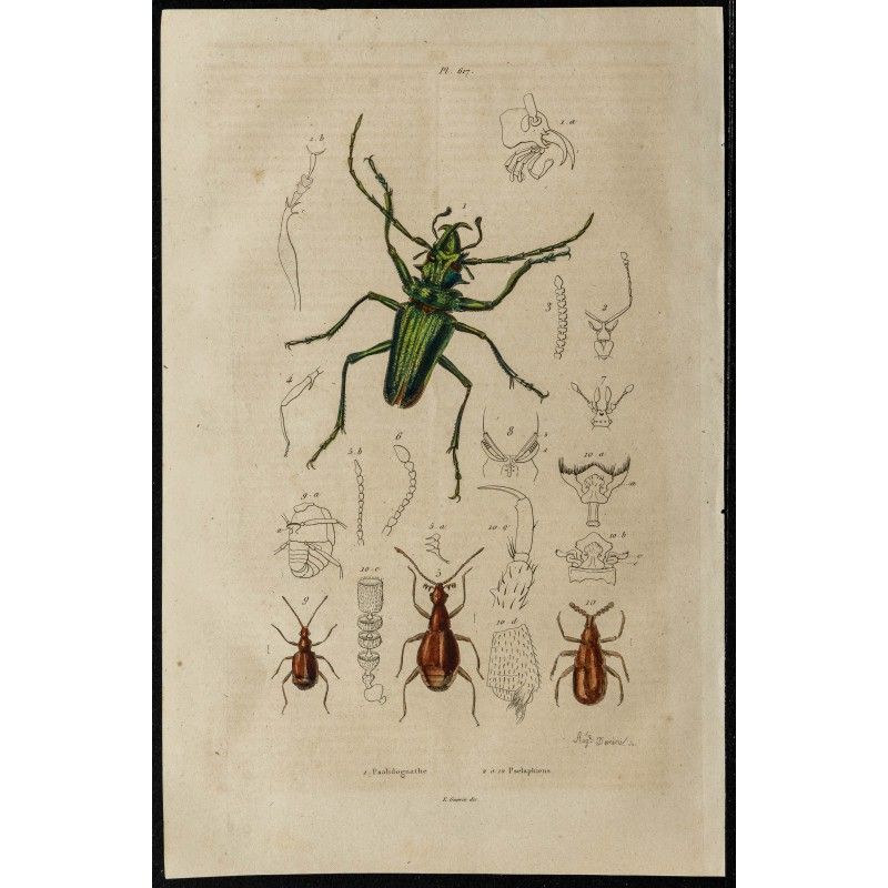 Gravure de 1839 - Insectes coléoptères - 1
