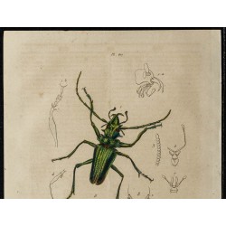 Gravure de 1839 - Insectes coléoptères - 2