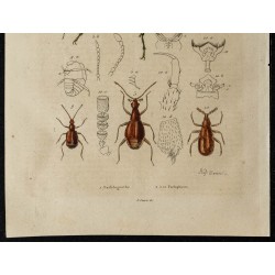 Gravure de 1839 - Insectes coléoptères - 3