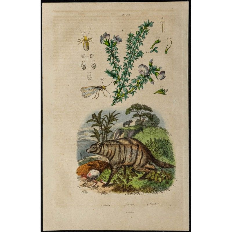 Gravure de 1839 - Protèle, Psocoptères & psoralier - 1