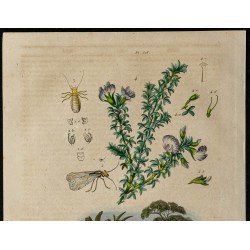 Gravure de 1839 - Protèle, Psocoptères & psoralier - 2