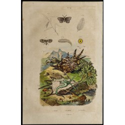 Gravure de 1839 - Psychidae, Psychoda & Ptérocères - 1