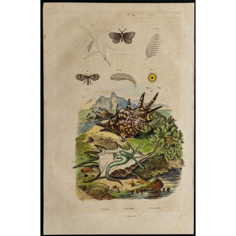 Gravure de 1839 - Psychidae, Psychoda & Ptérocères - 1