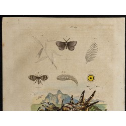 Gravure de 1839 - Psychidae, Psychoda & Ptérocères - 2