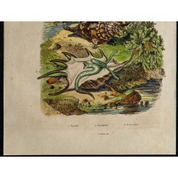 Gravure de 1839 - Psychidae, Psychoda & Ptérocères - 3