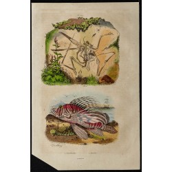 Gravure de 1839 - Rascasse & Fossile de Ptérodactyle - 1
