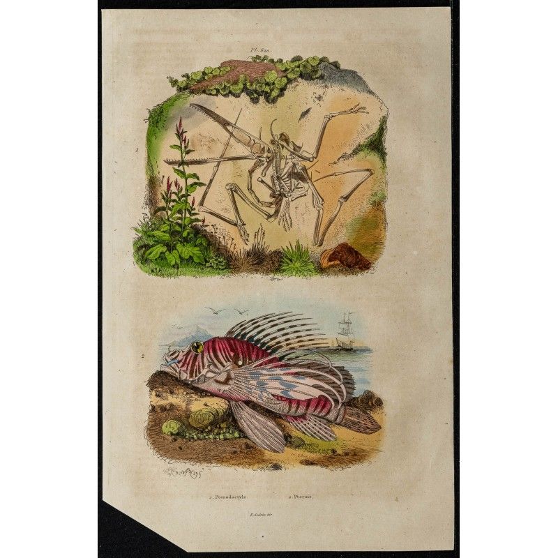 Gravure de 1839 - Rascasse & Fossile de Ptérodactyle - 1