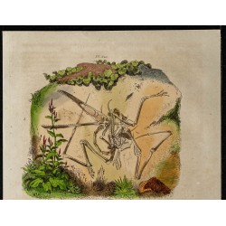 Gravure de 1839 - Rascasse & Fossile de Ptérodactyle - 2