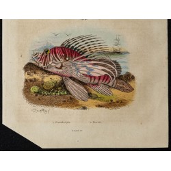 Gravure de 1839 - Rascasse & Fossile de Ptérodactyle - 3