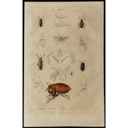 Gravure de 1839 - Puces & Insectes - 1