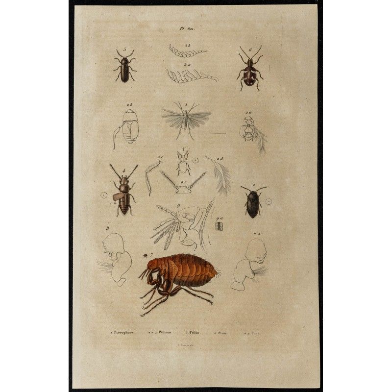 Gravure de 1839 - Puces & Insectes - 1