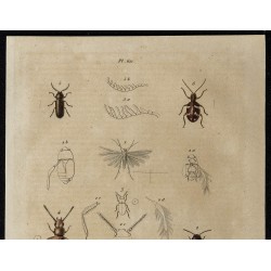 Gravure de 1839 - Puces & Insectes - 2