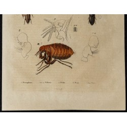 Gravure de 1839 - Puces & Insectes - 3