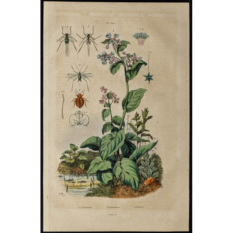 Gravure de 1839 - Pucerons, punaises & Pulmonaire - 1