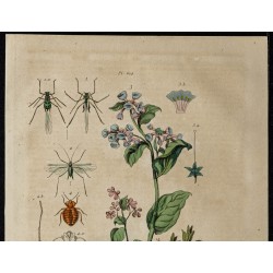 Gravure de 1839 - Pucerons, punaises & Pulmonaire - 2