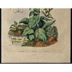 Gravure de 1839 - Pucerons, punaises & Pulmonaire - 3
