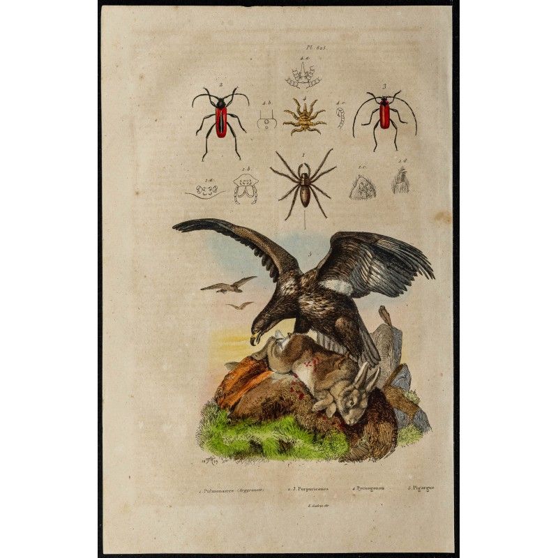 Gravure de 1839 - Aigle pygargue - 1