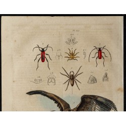 Gravure de 1839 - Aigle pygargue - 2