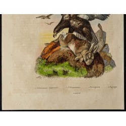 Gravure de 1839 - Aigle pygargue - 3